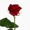 Троянда Розбері - заказать и купить цветы с доставкой | Donpion
